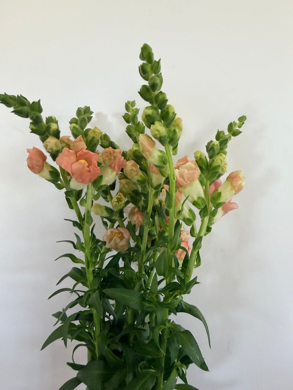 Snapdragon - Bundle of 10 stems - Light Pink/Salmon