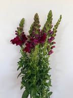 Snapdragon - Bundle of 5 Stems - Deep Wine - Thick/Extra Tall