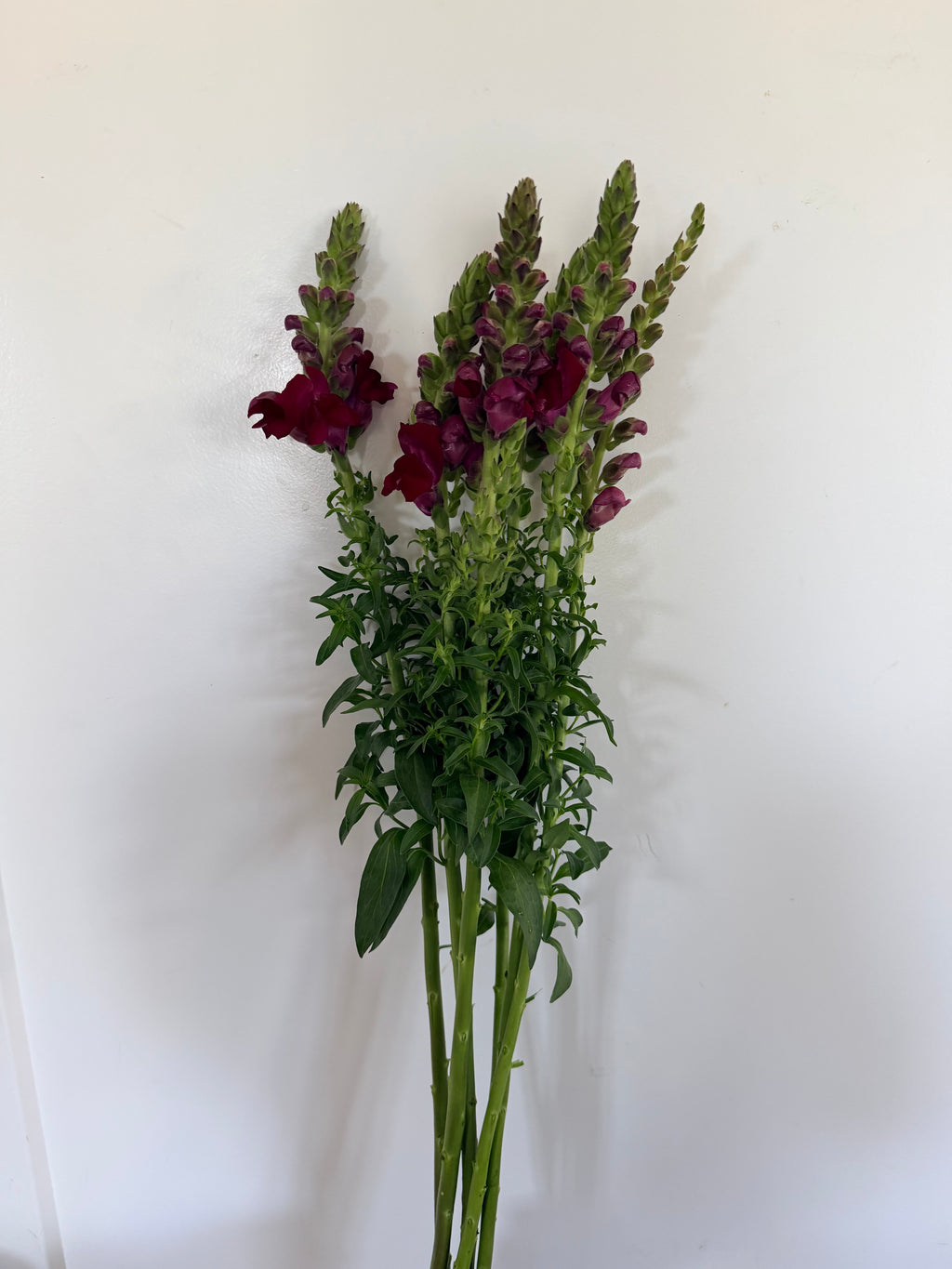 Snapdragon - Bundle of 5 Stems - Deep Wine - Thick/Extra Tall