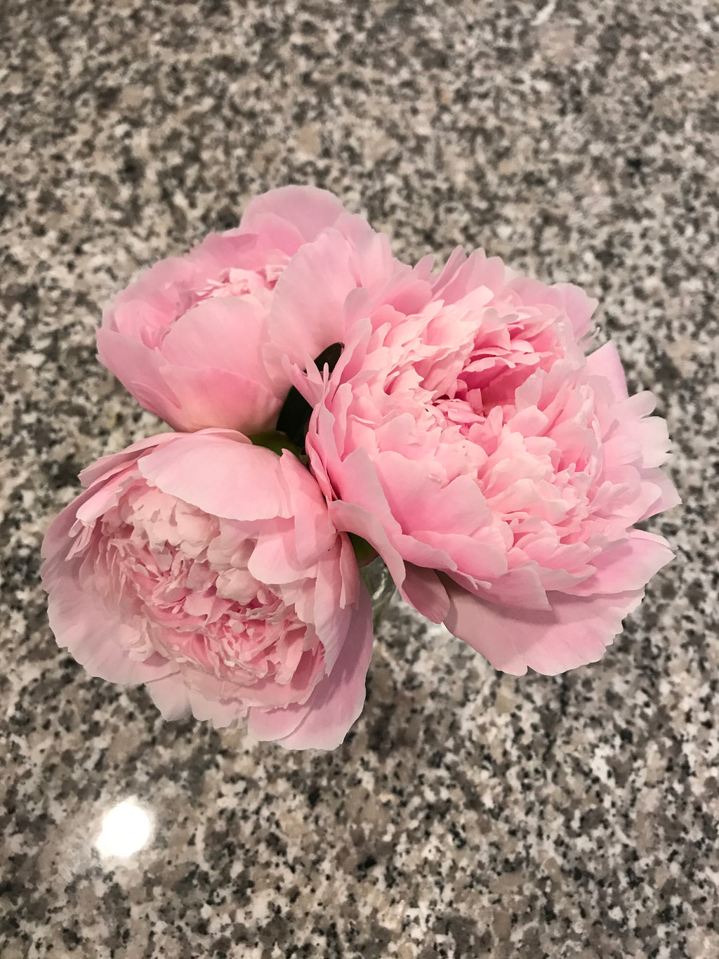 Peony - Sarah Bernhardt - 5 Stems