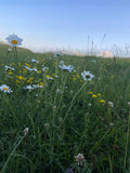 Ingstad Farms Gift Card