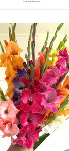 Gladiolus - Fall Colors - Bundle of 5 and 10 Stems - Coming Soon!