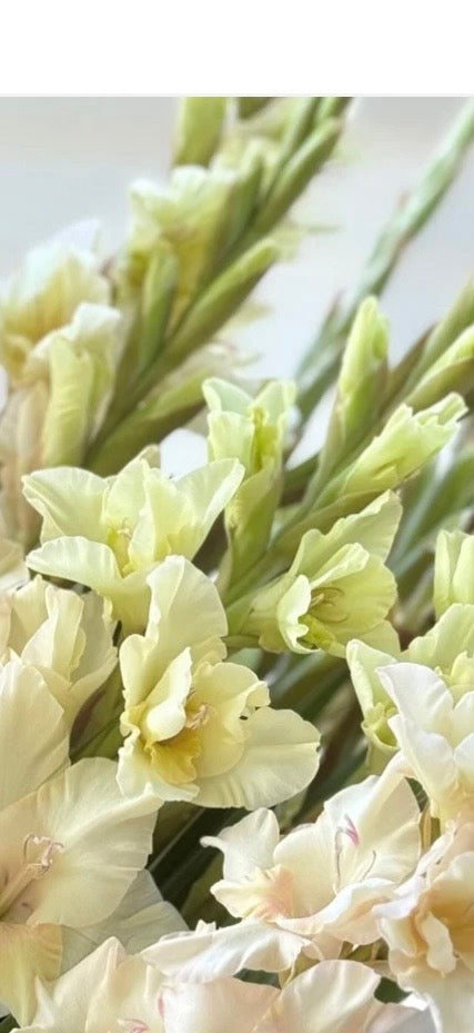 Gladiolus - Fall Colors - Bundle of 5 and 10 Stems - Coming Soon!