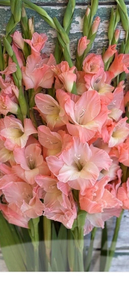 Gladiolus - Fall Colors - Bundle of 5 and 10 Stems - Coming Soon!