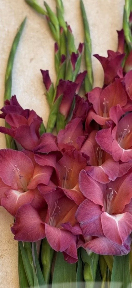 Gladiolus - Fall Colors - Bundle of 5 and 10 Stems - Coming Soon!