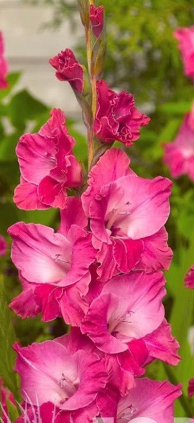 Gladiolus - Fall Colors - Bundle of 5 and 10 Stems - Coming Soon!