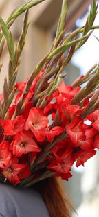 Gladiolus - Fall Colors - Bundle of 5 and 10 Stems - Coming Soon!