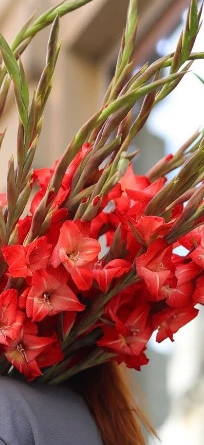 Gladiolus - Fall Colors - Bundle of 5 and 10 Stems - Coming Soon!