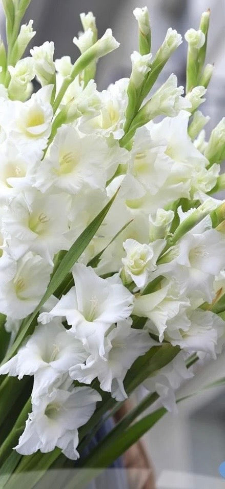 Gladiolus - Fall Colors - Bundle of 5 and 10 Stems - Coming Soon!