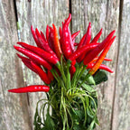 Rooster Peppers - Bundle of 5 and 10 Stems - Coming Soon!